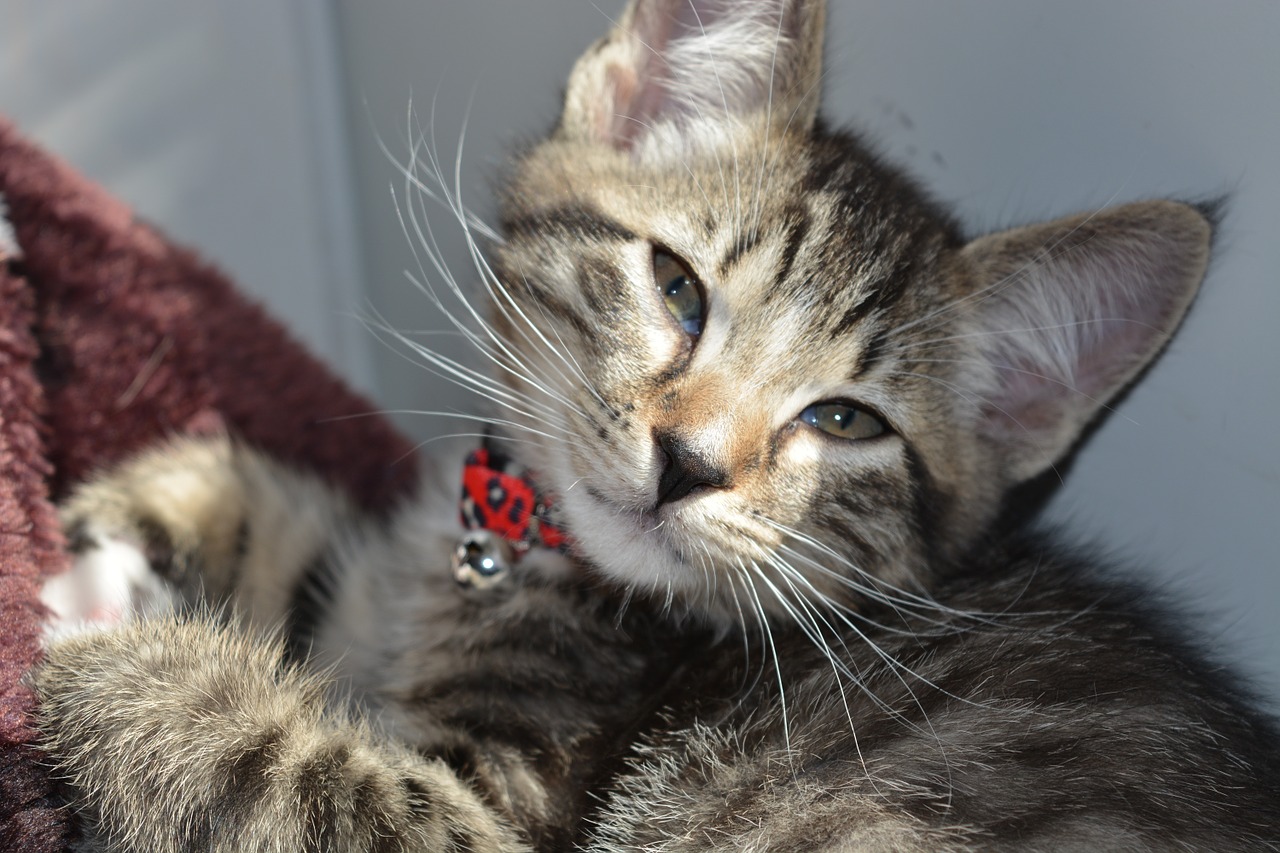 Kitten европалык аял Shorthair кошка