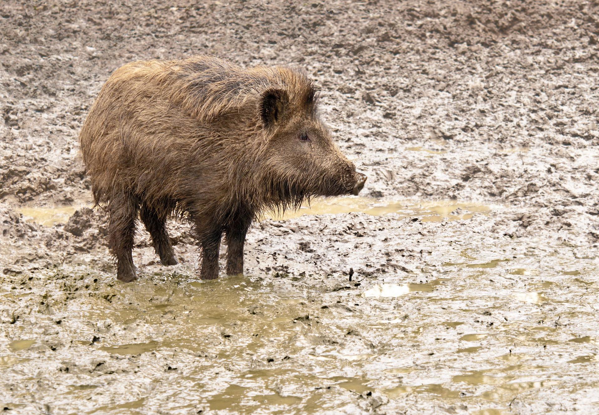 Дива свиња во кал