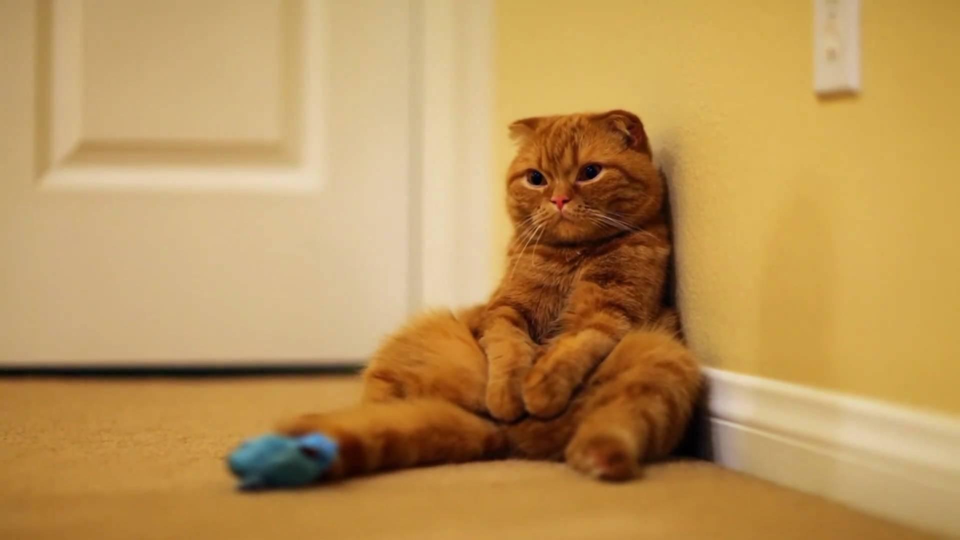 Scottish Fold mačka odmara