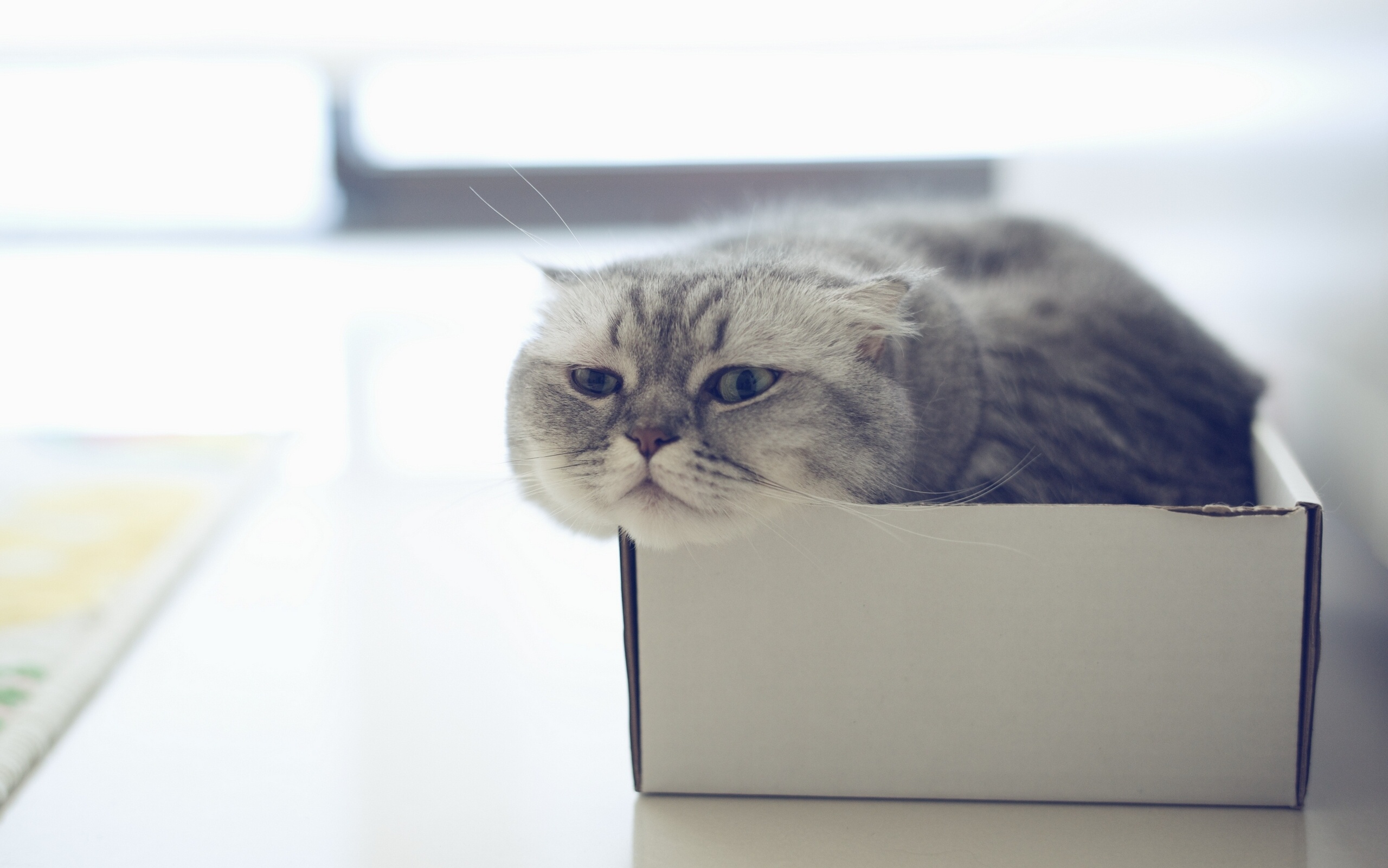Scottish fold cat in box