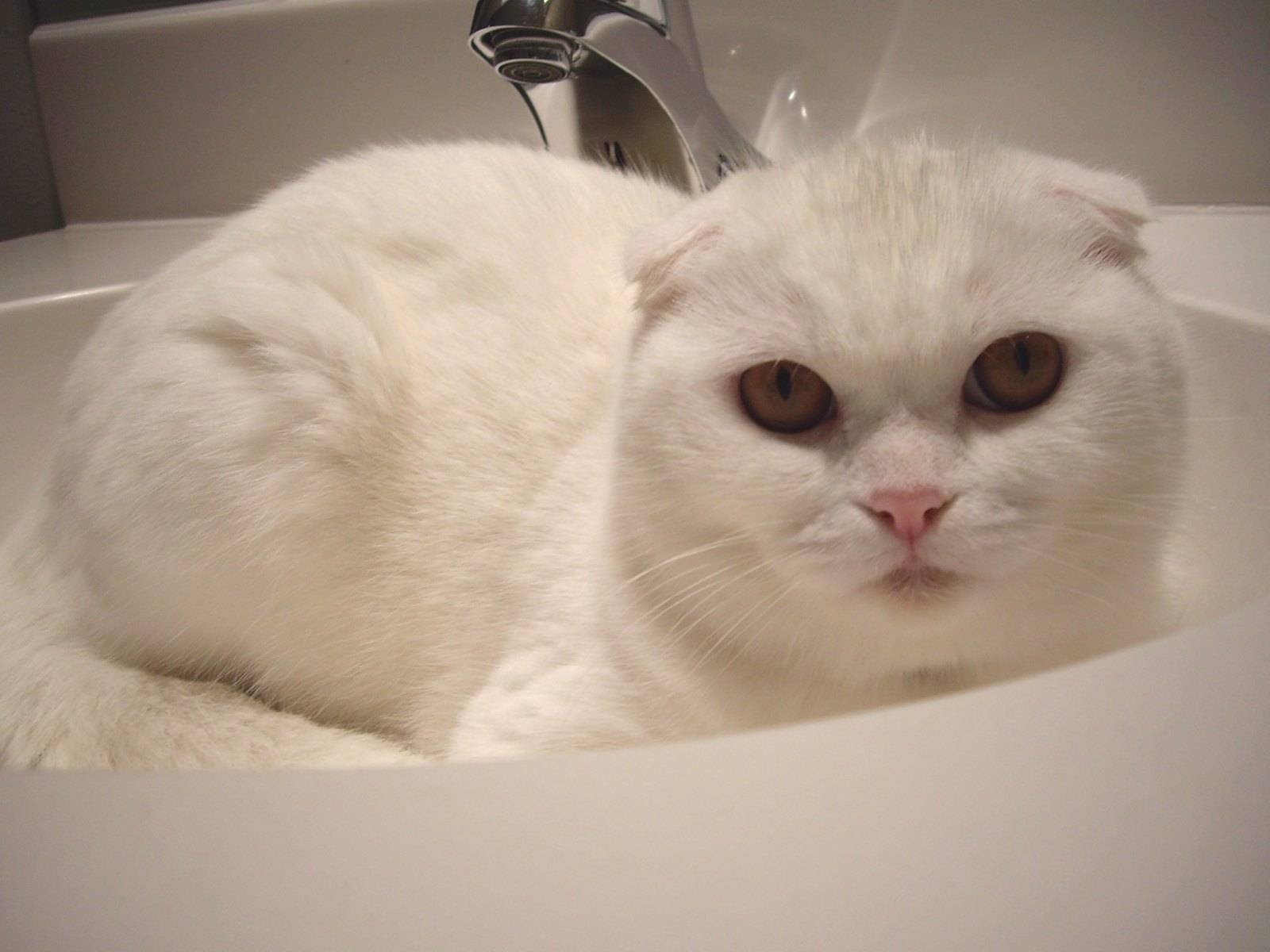 Бяла шотландска котка в мивката