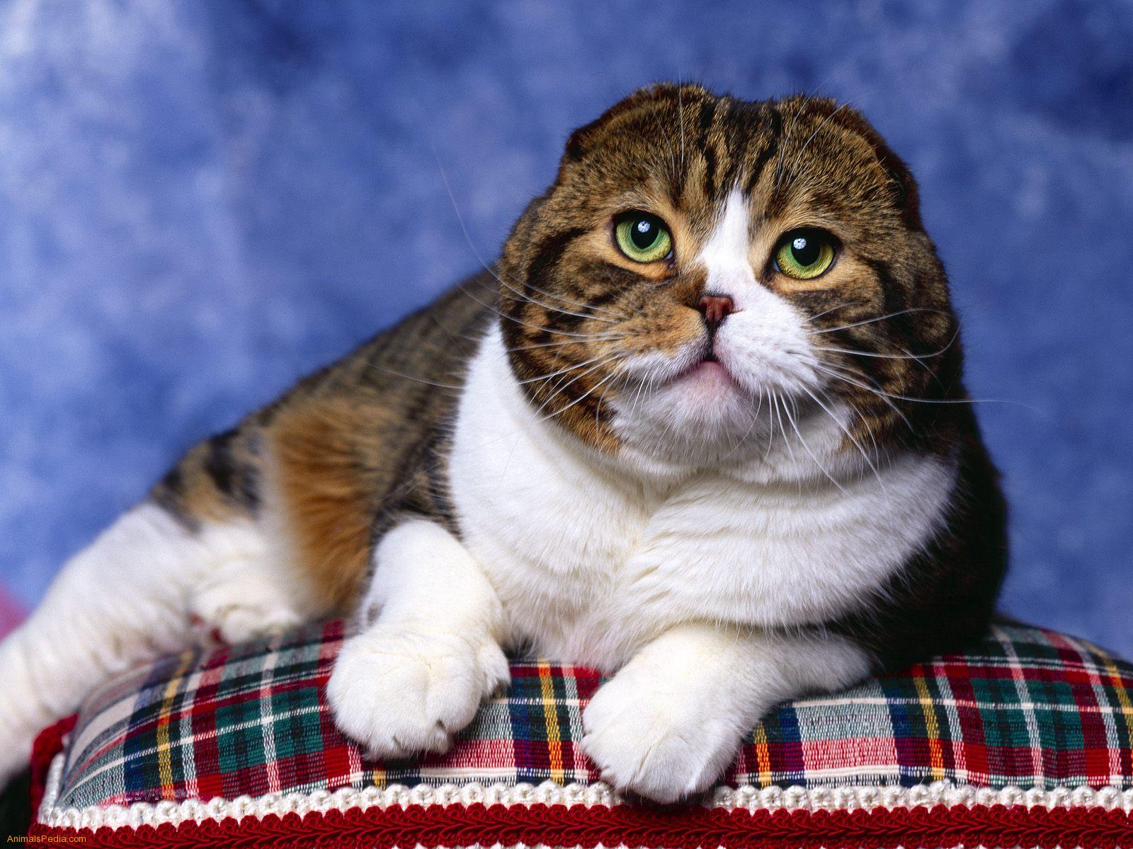 I-Scottish Fold Cat