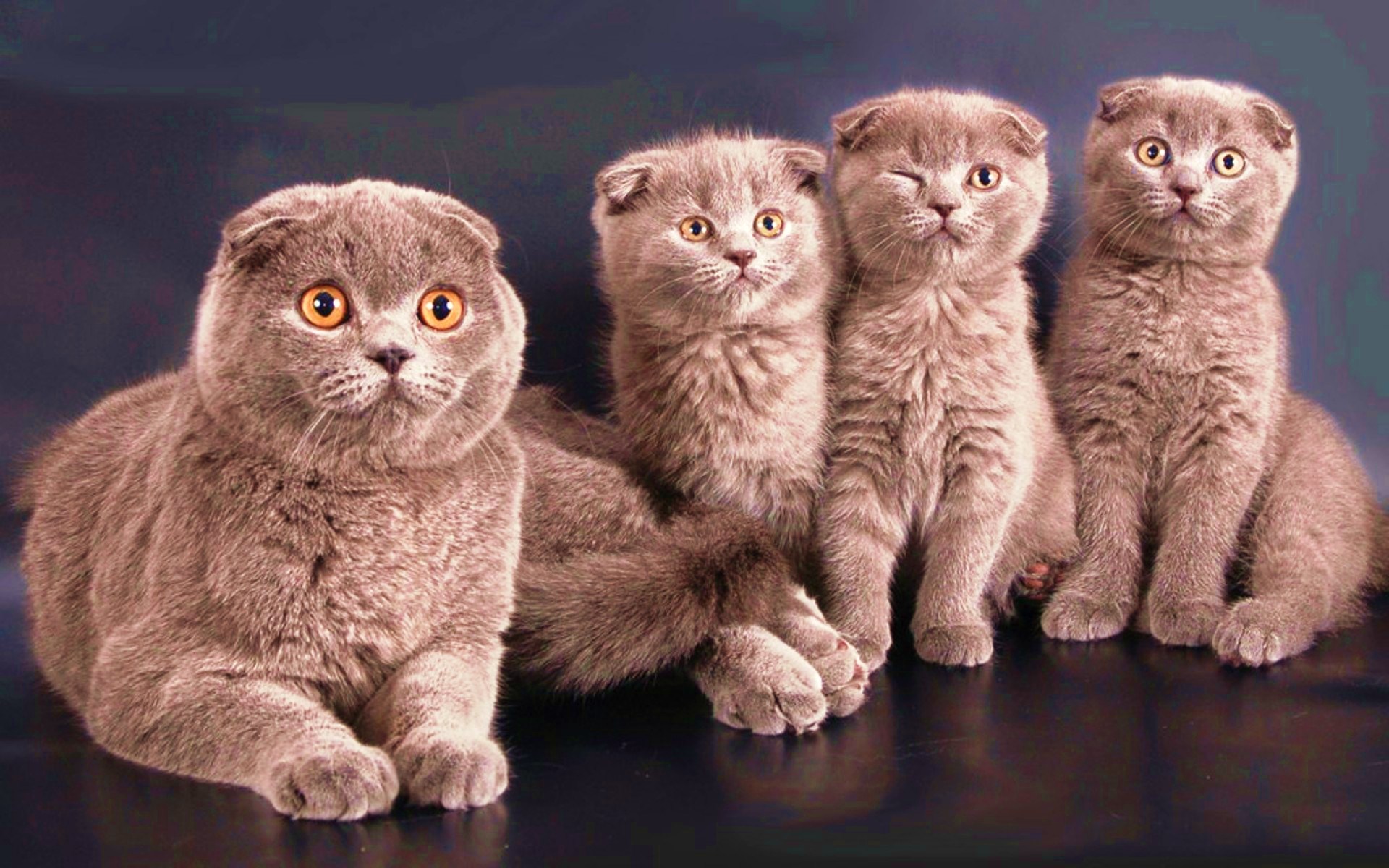 گربه اسکاتلندی Fold با بچه گربه ها