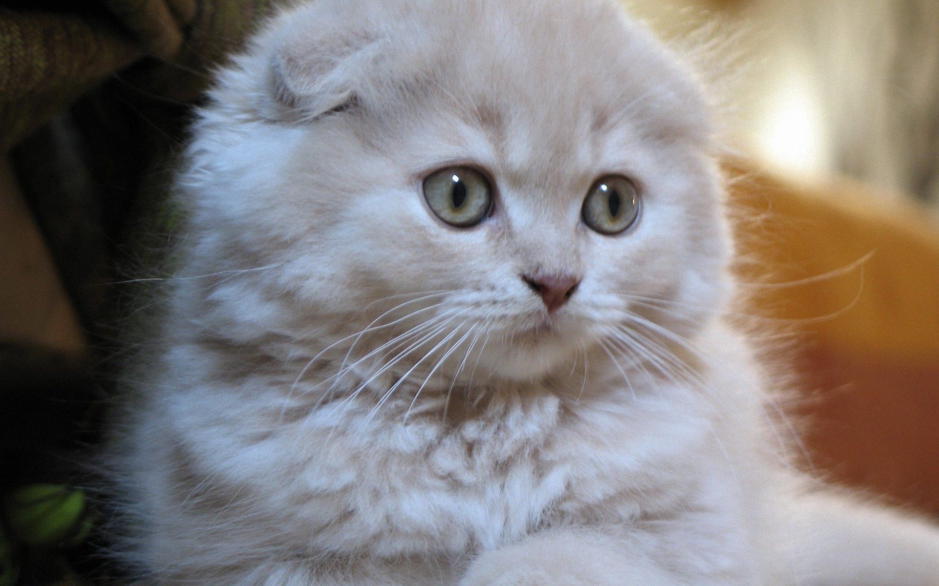 I-Scottish Fold kitten
