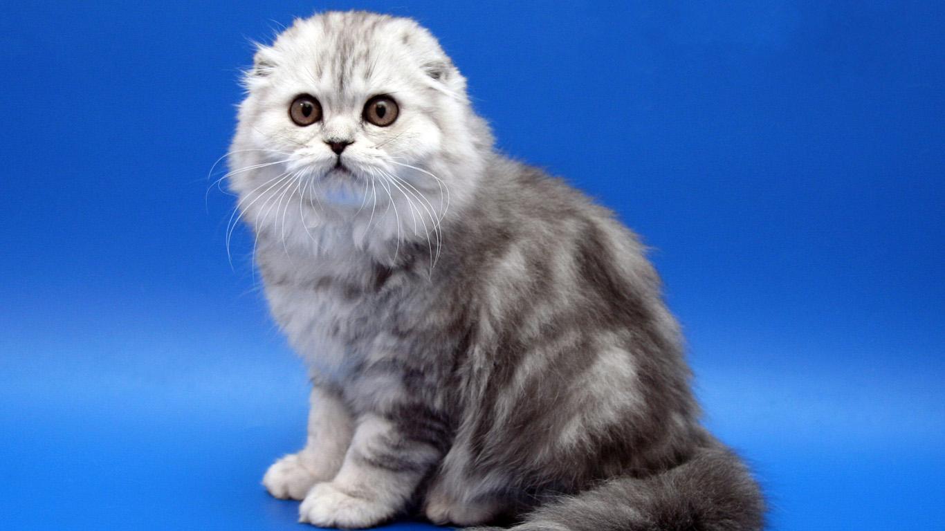 I-Scottish Fold kitten