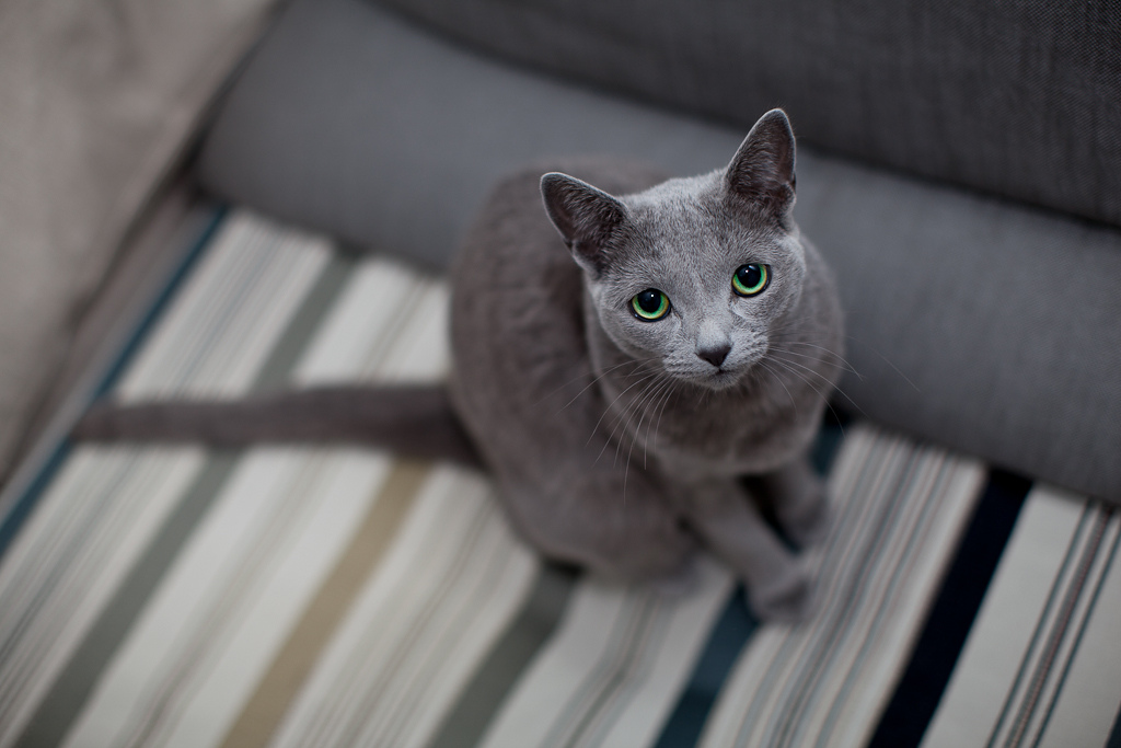 חתול כחול רוסי