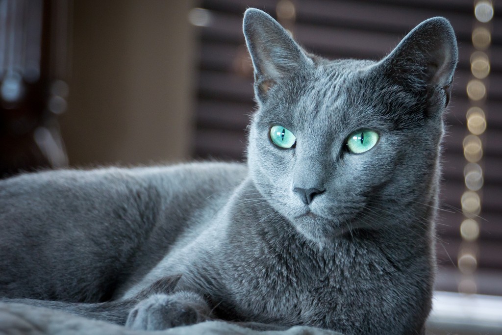 Kucing biru Rusia