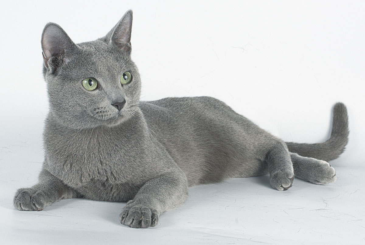 Руска плава мачка