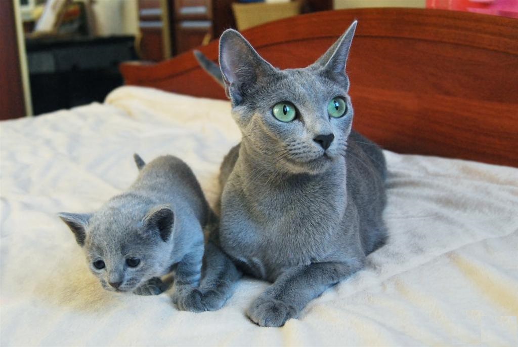 Kucing biru Rusia dengan anak kucing