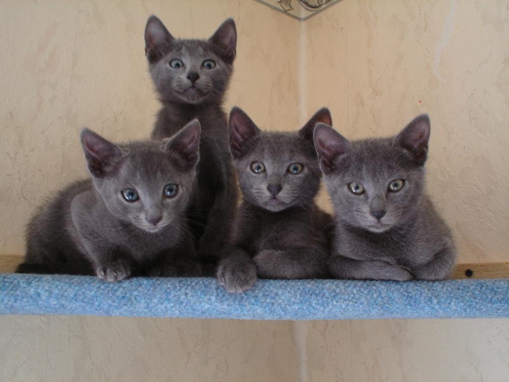روسی نیلے بلی کے بچے