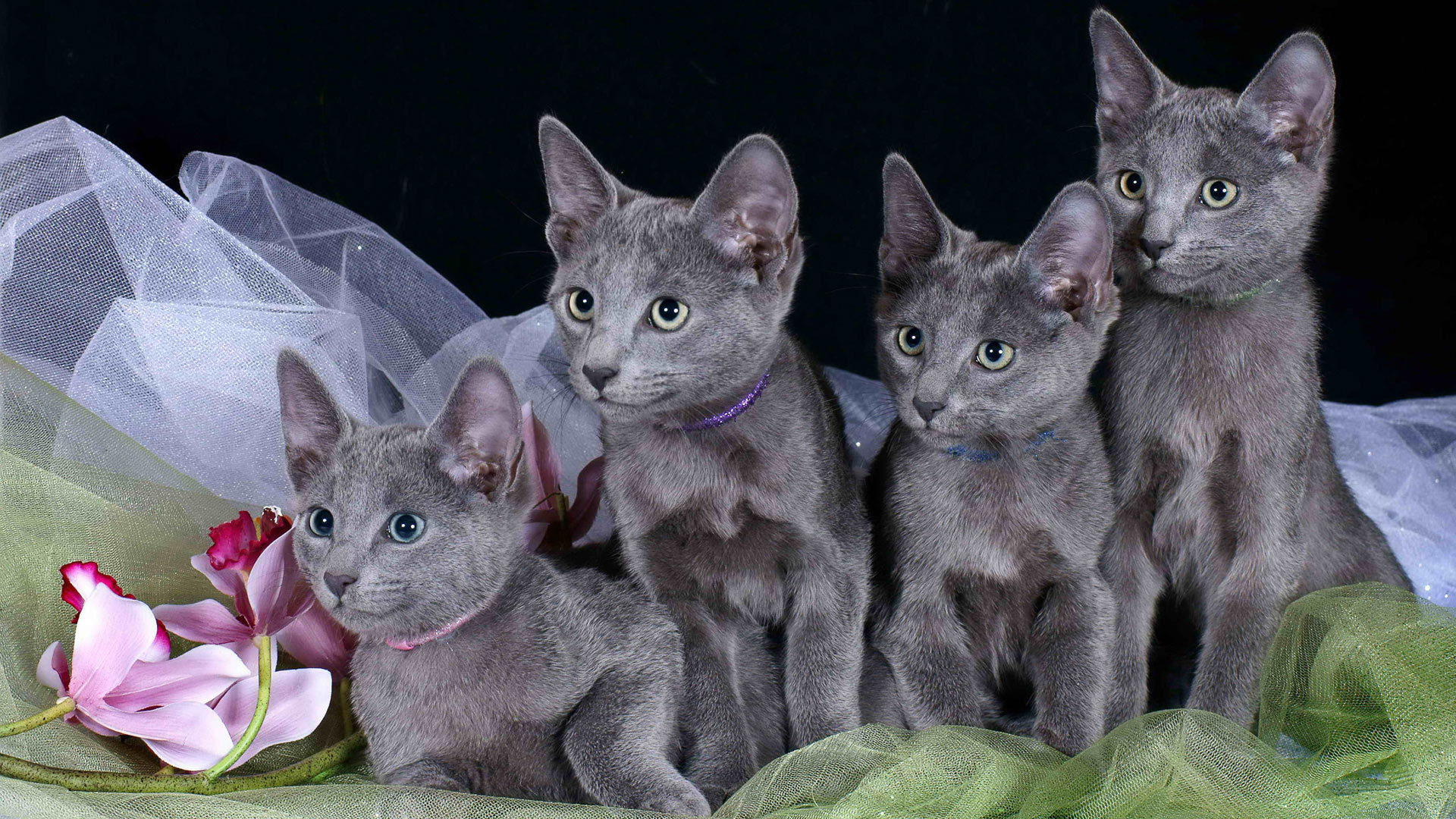 Russiske blå kattunger