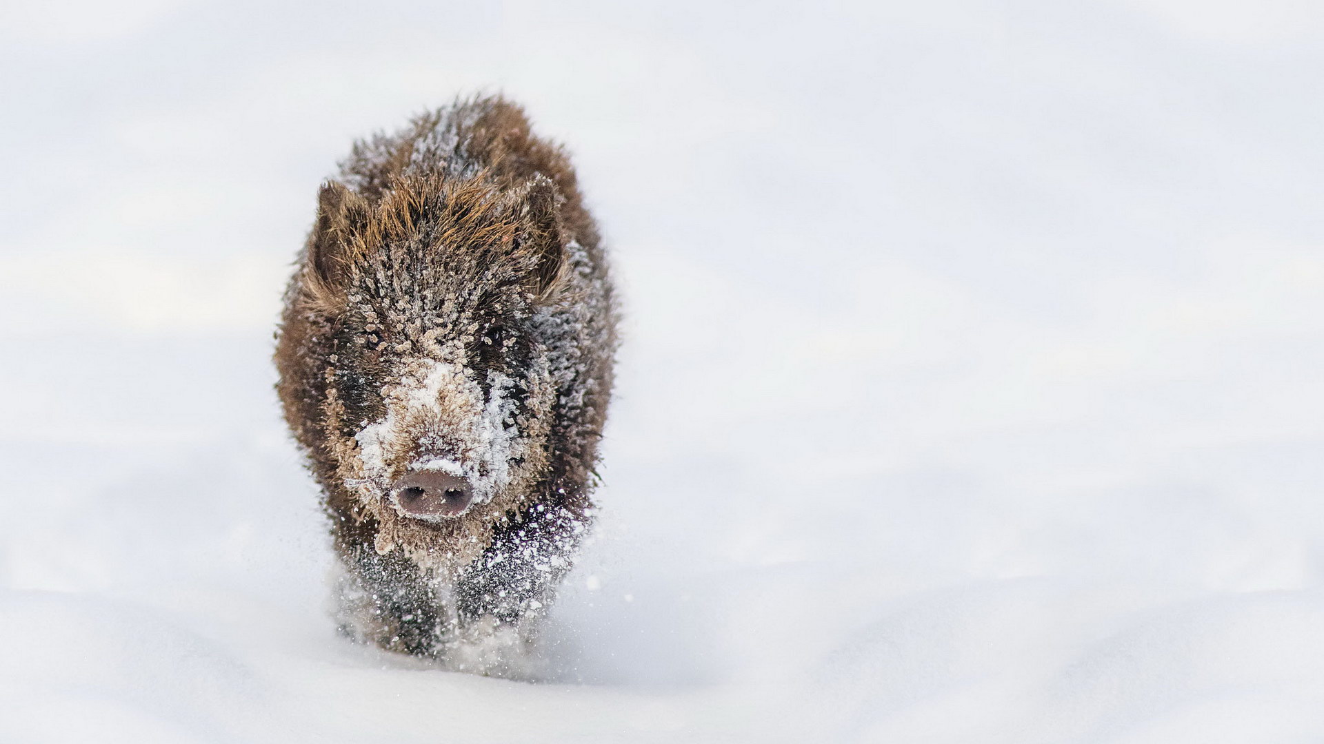 Vildsvin i snön