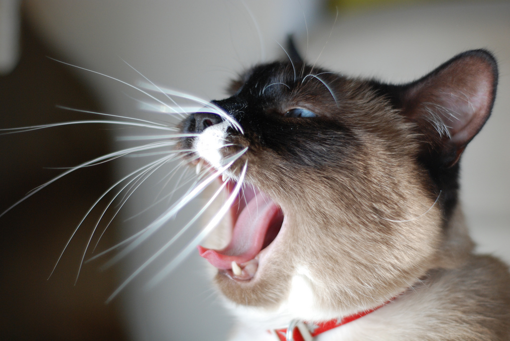Cat snow shu yawns