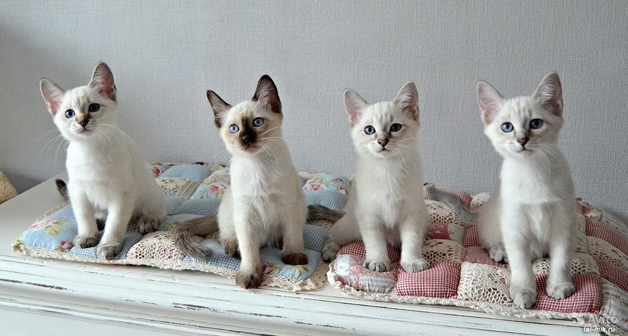 Thai kittens