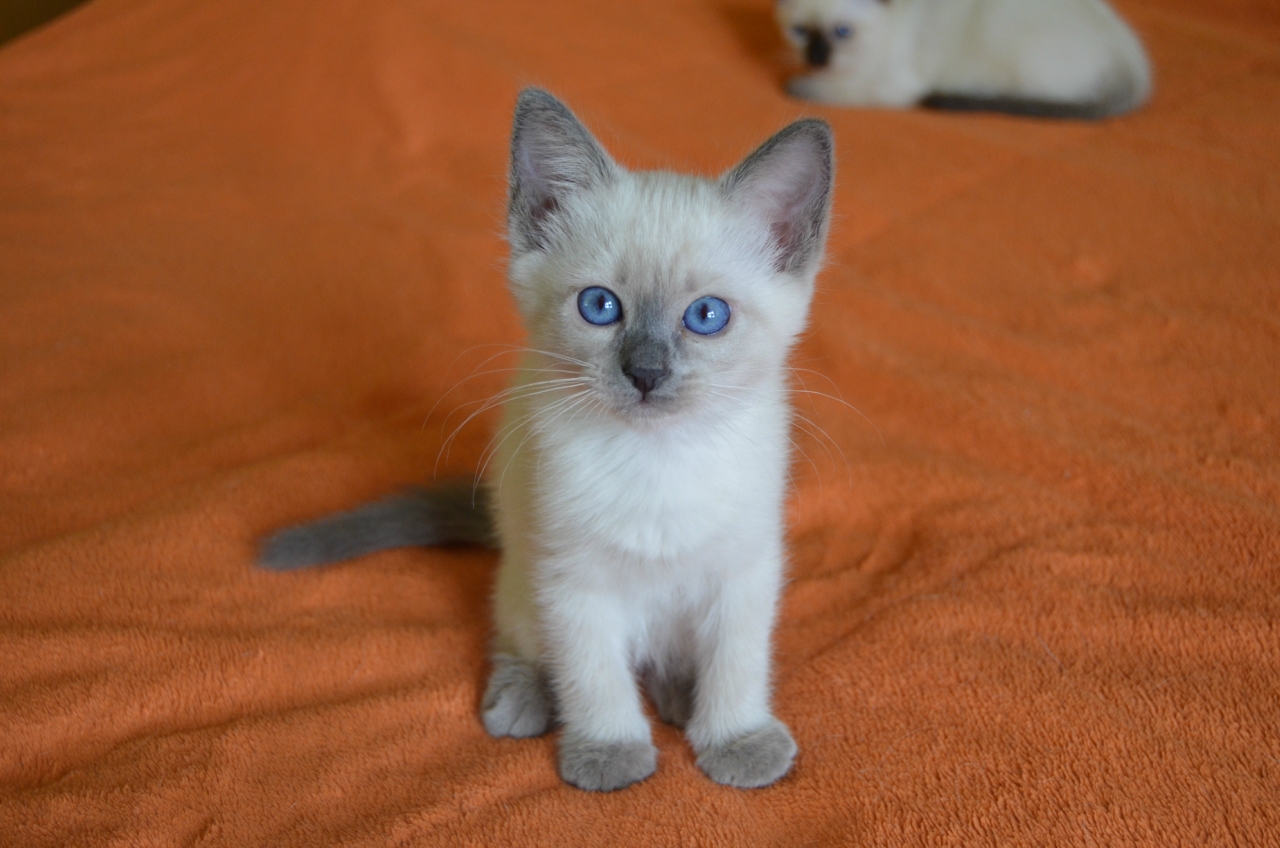 Thai kitten