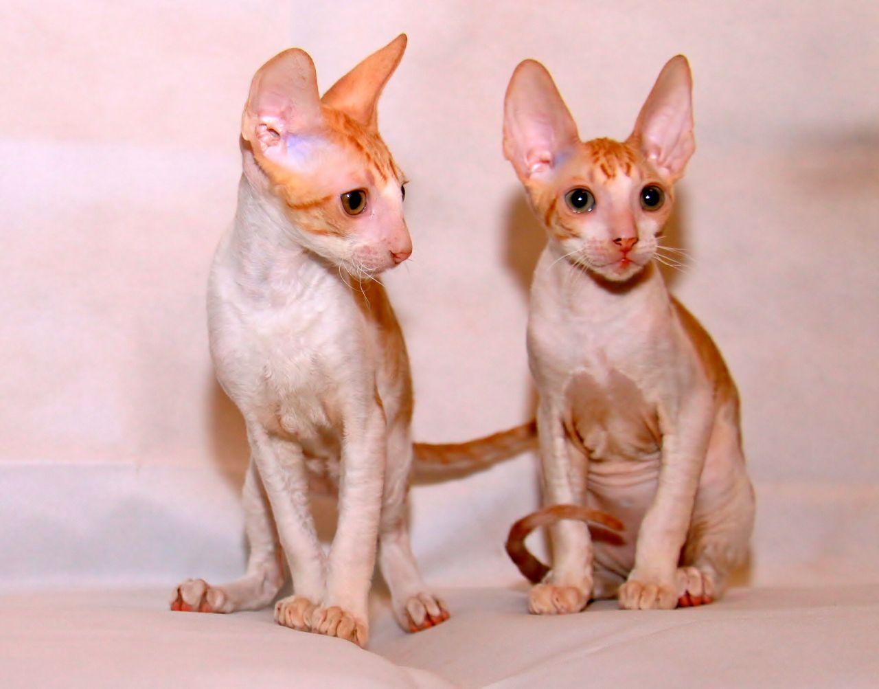 Kittens Rex Cornish