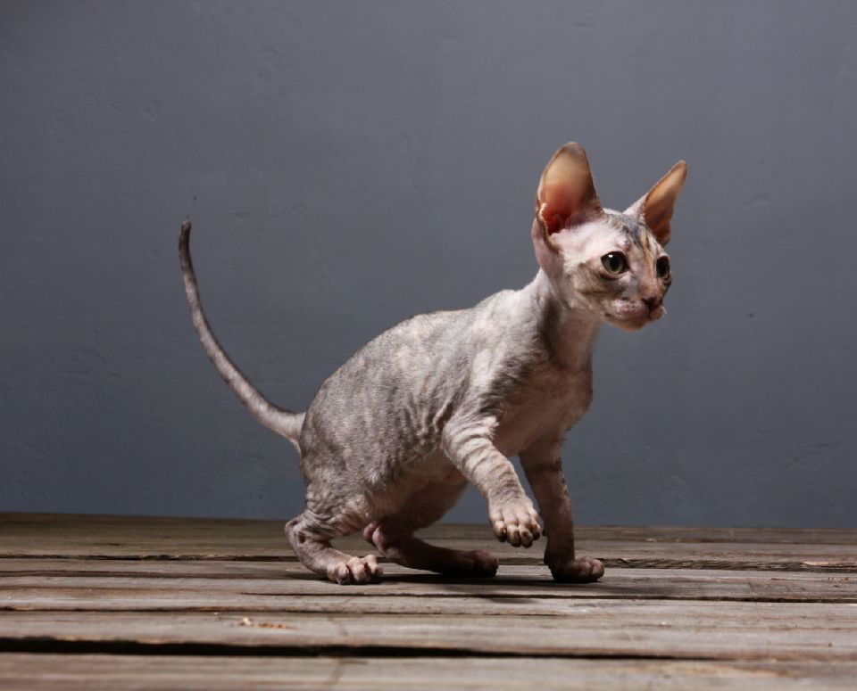 Grey Cornish Rex kitten