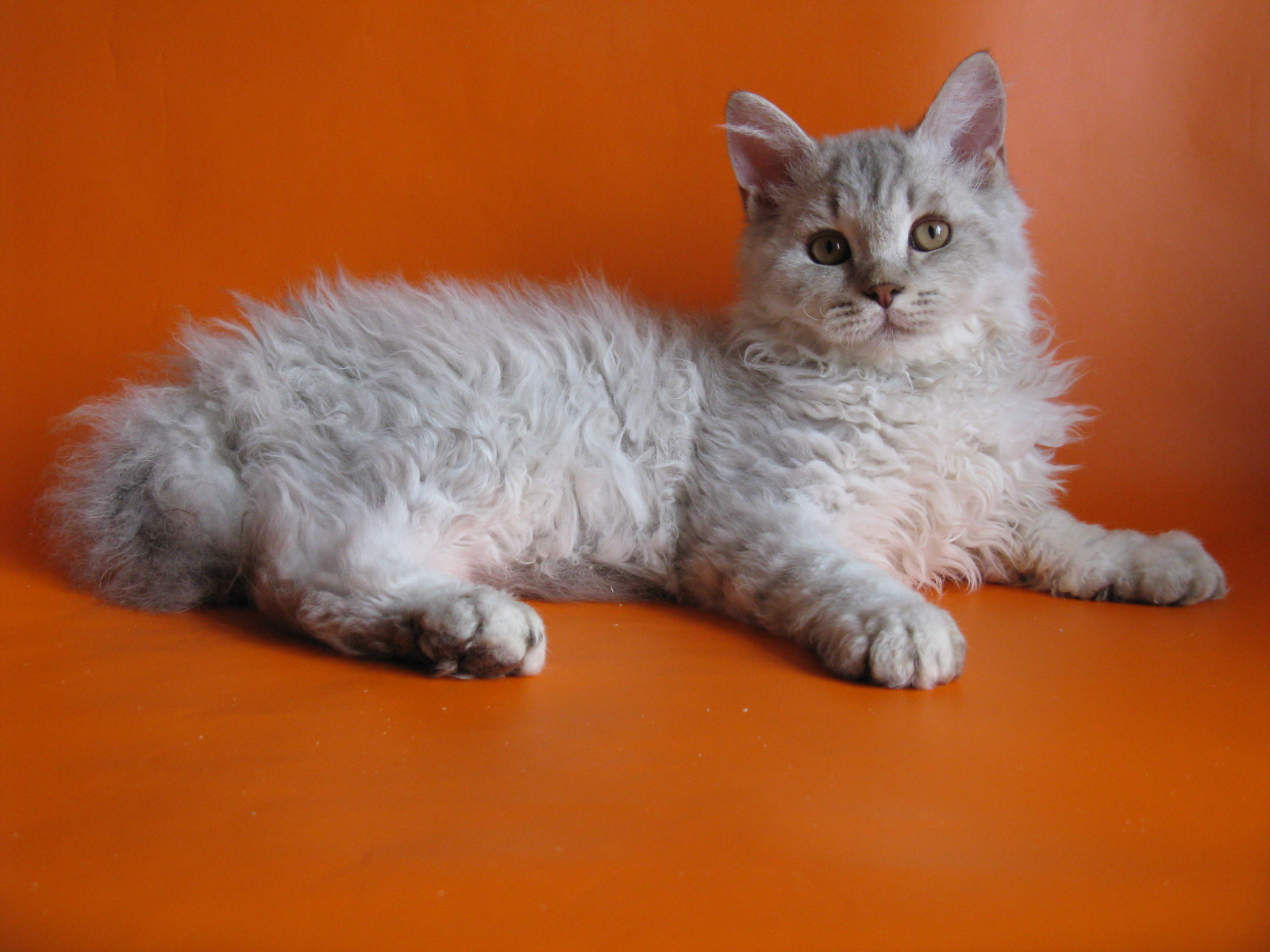 Young Selkirk Rex