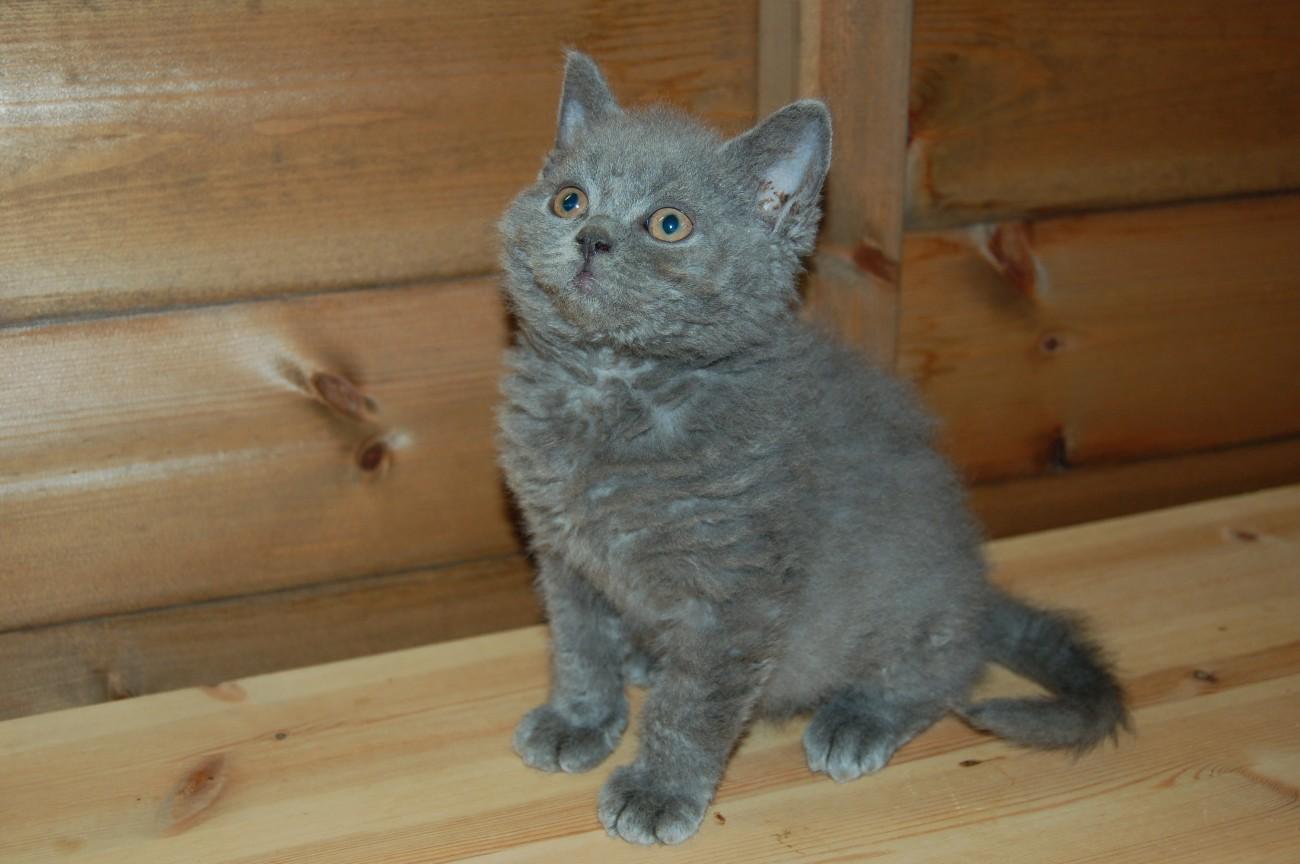 Kitten Selkirk Rex- ը
