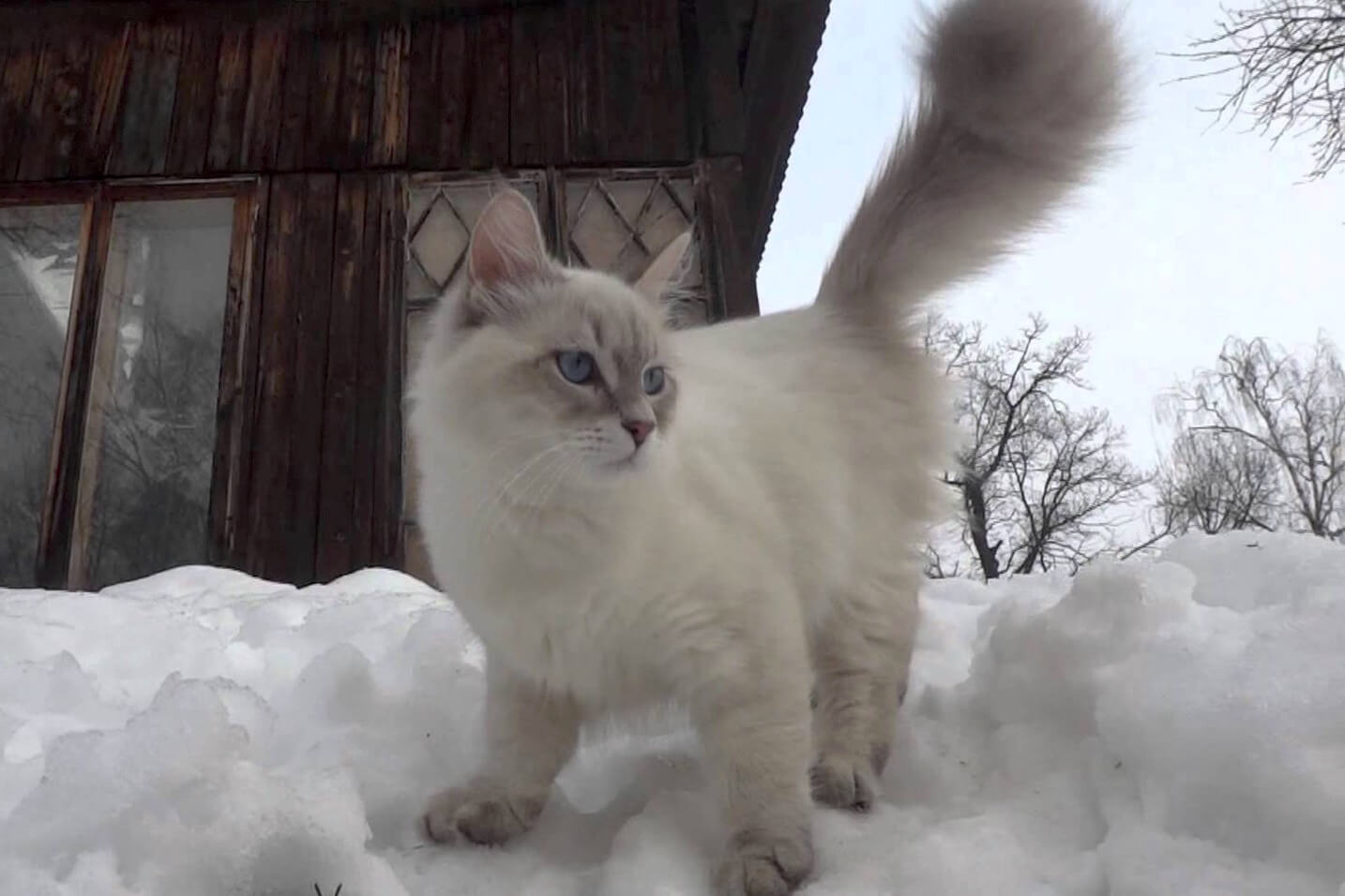 Junge Neva Masquerade-Katze auf dem Schnee