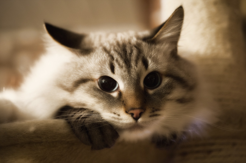 Oči maškarní kočky Něvy