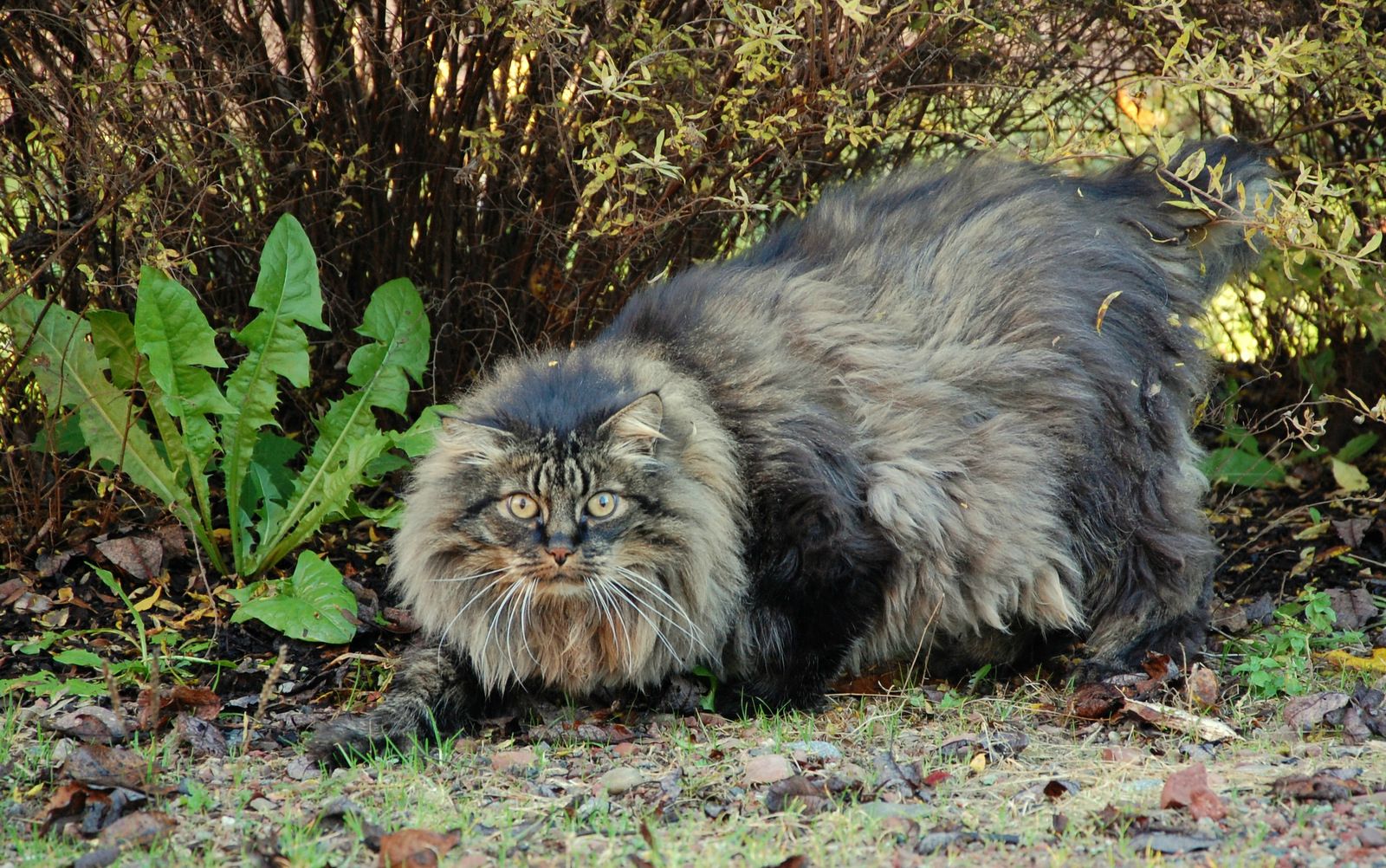Cat Coedwig Norwyaidd