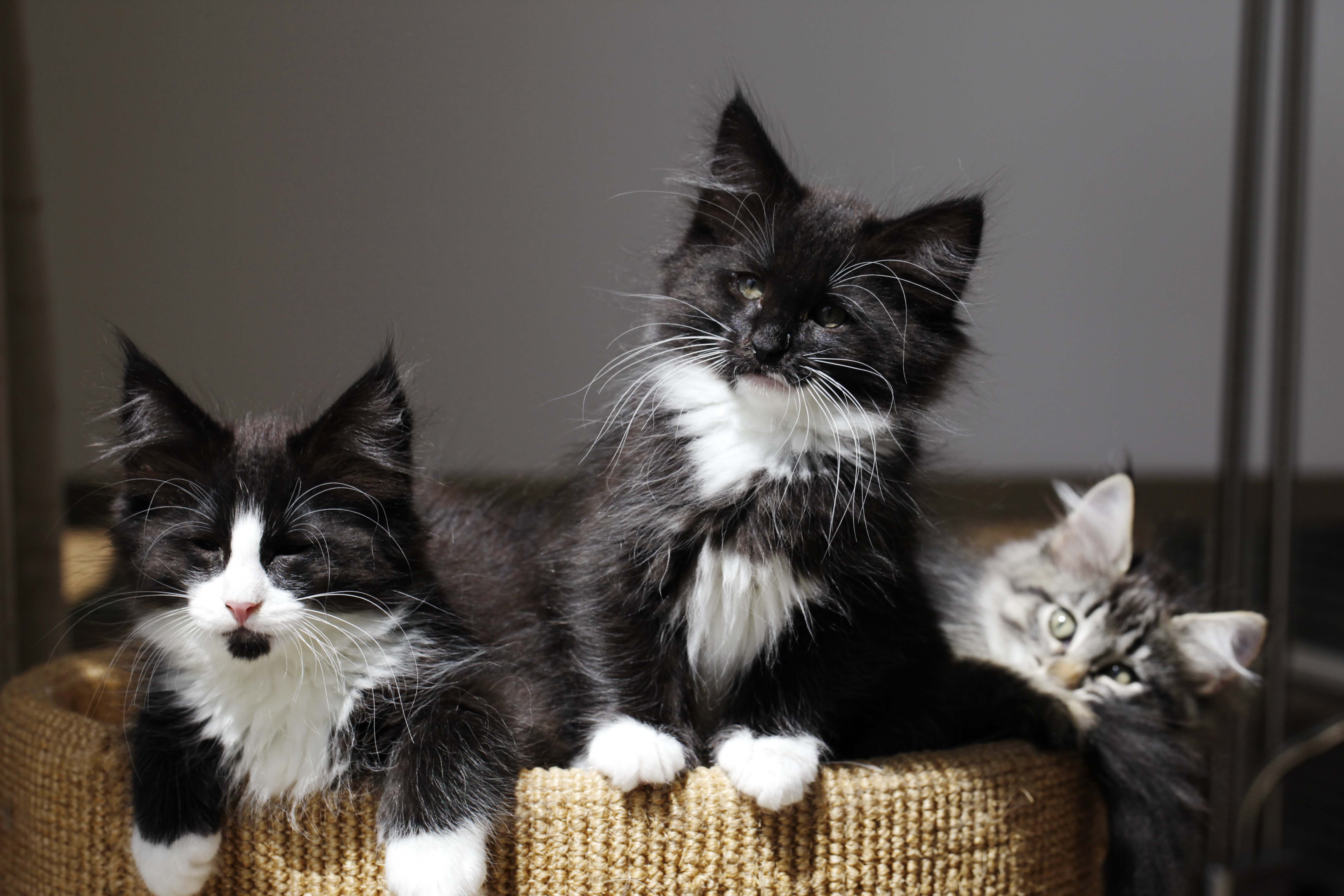 Norwegian Silva felis kittens