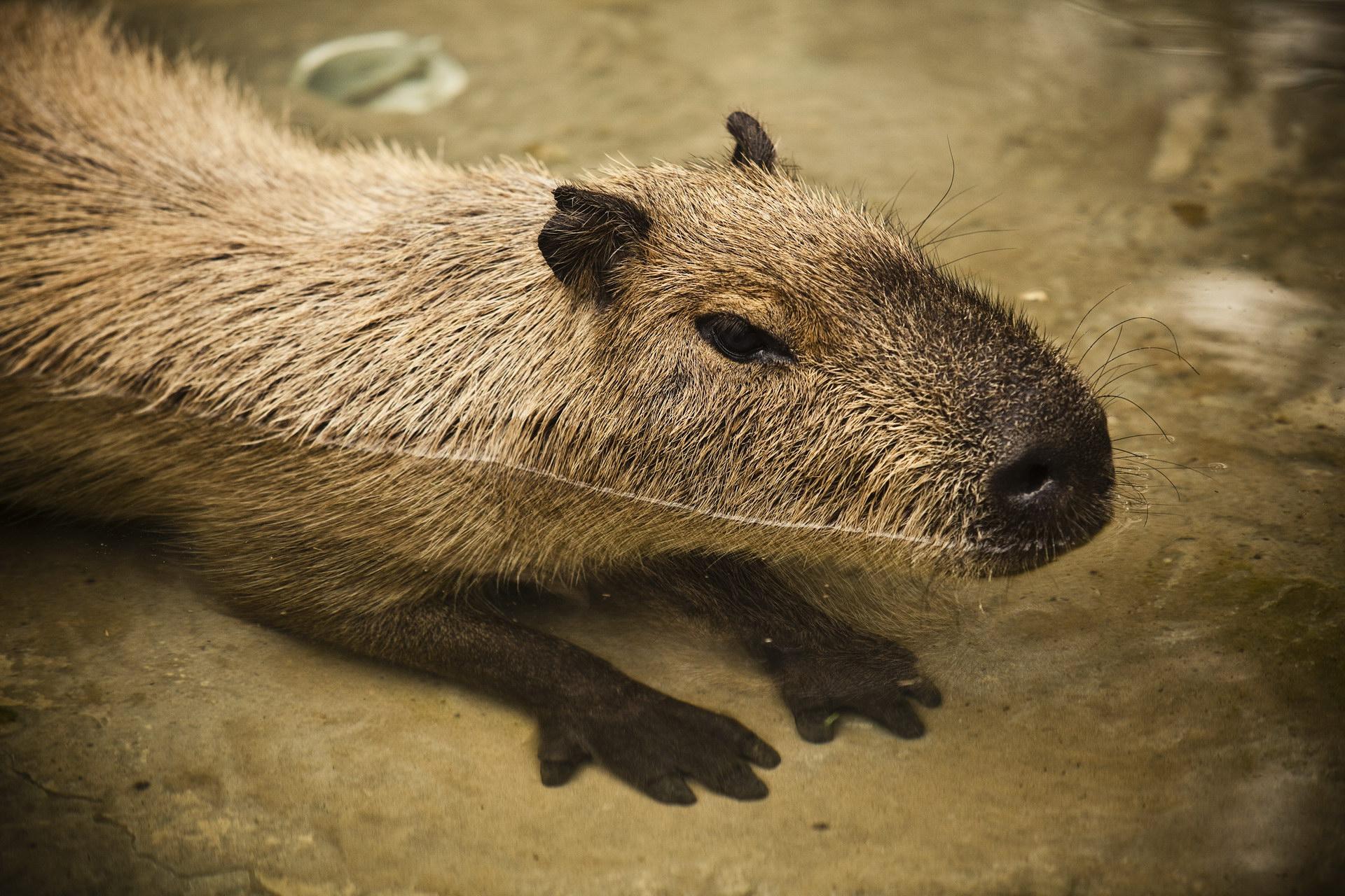 Pote capybaras