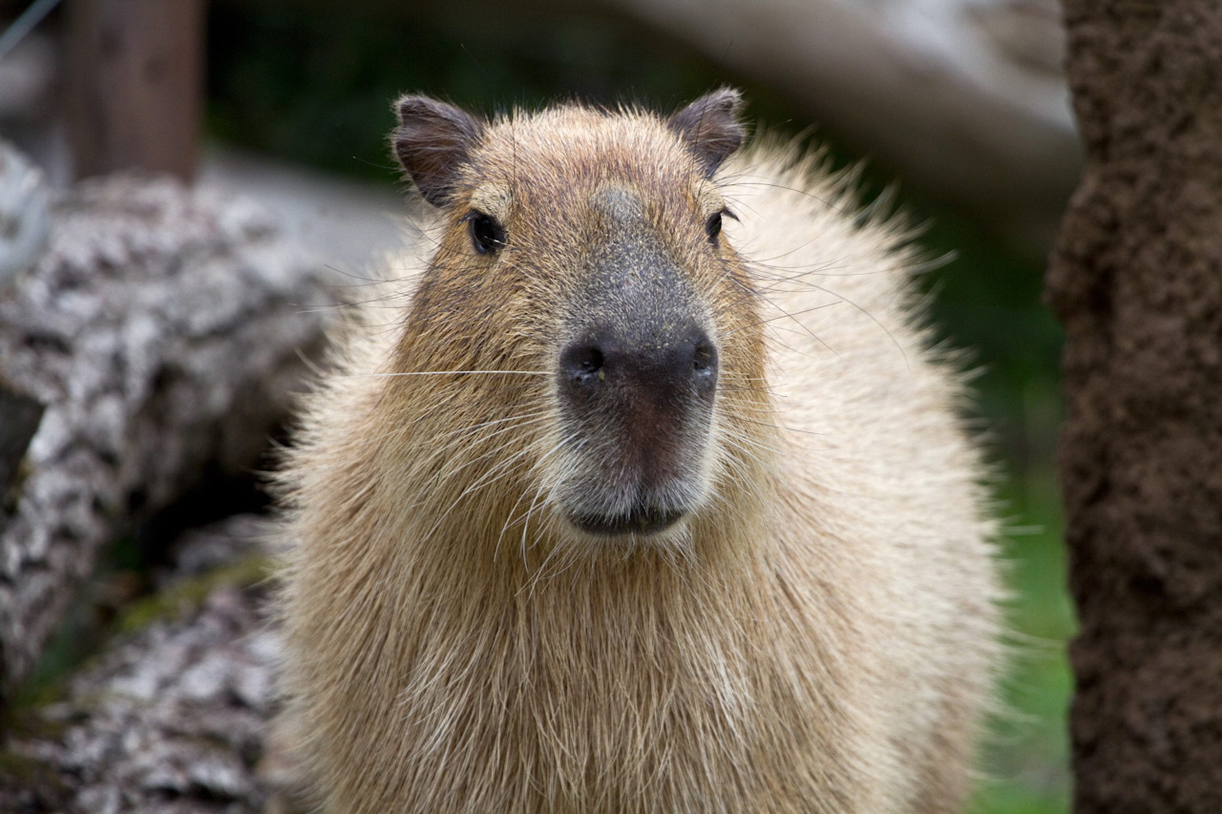 Capybara muzzle