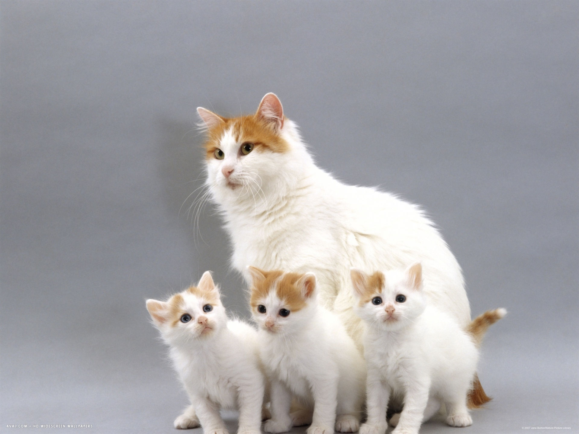 Turecká mačka s mačiatkami