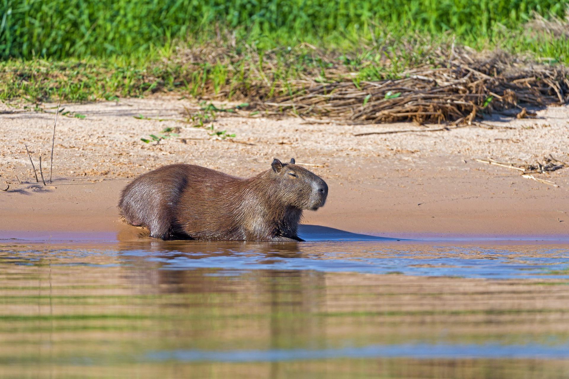 Capybara am Ufer