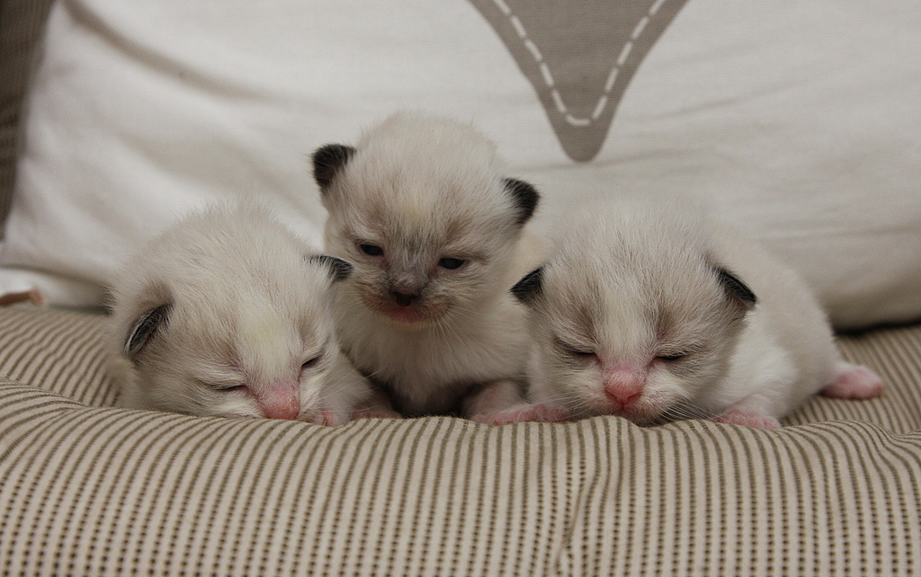 Kittens Ragdoll