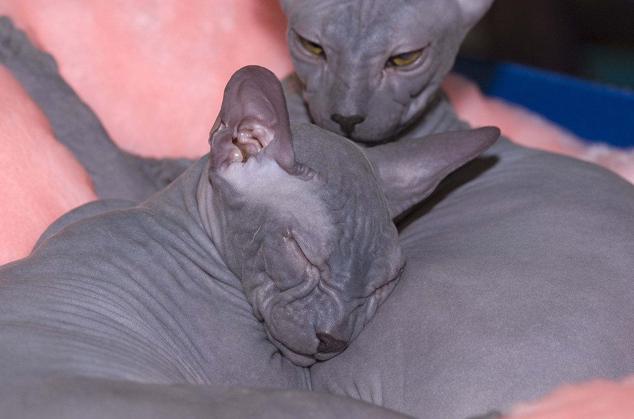Don Sphynxes are sleeping