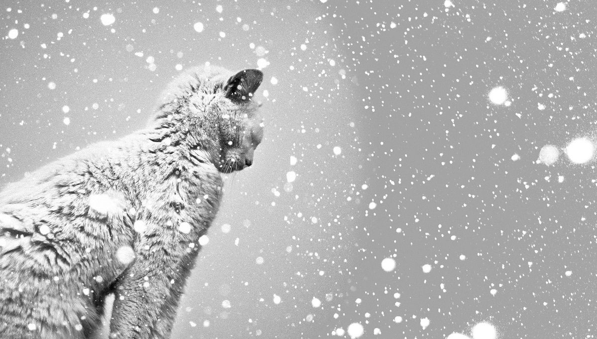 Gatto sotto una nevicata