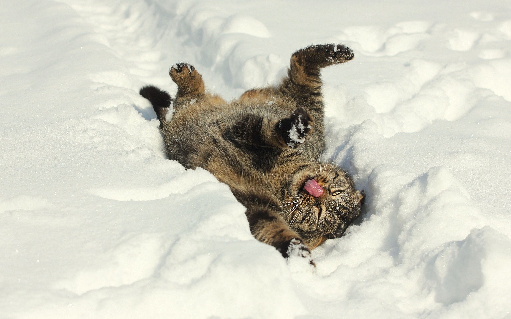 Кот у снезе