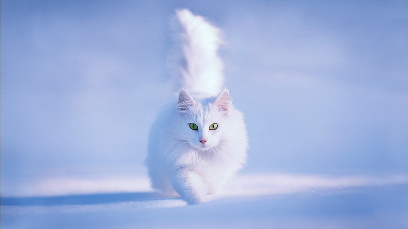 Bílá kočka chůze ve sněhu