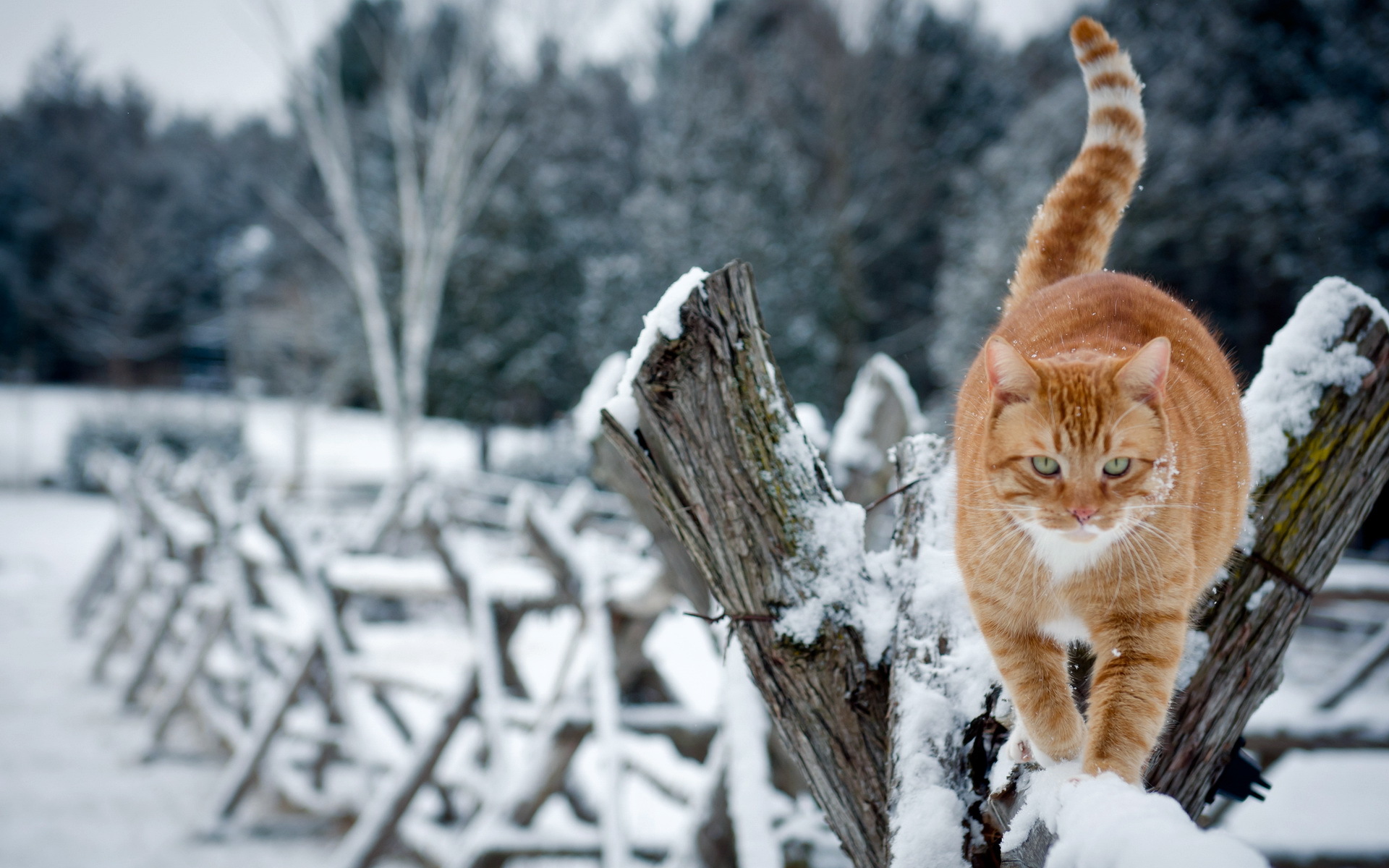 แมวสีแดงเดินไปในฤดูหนาวบนรั้ว