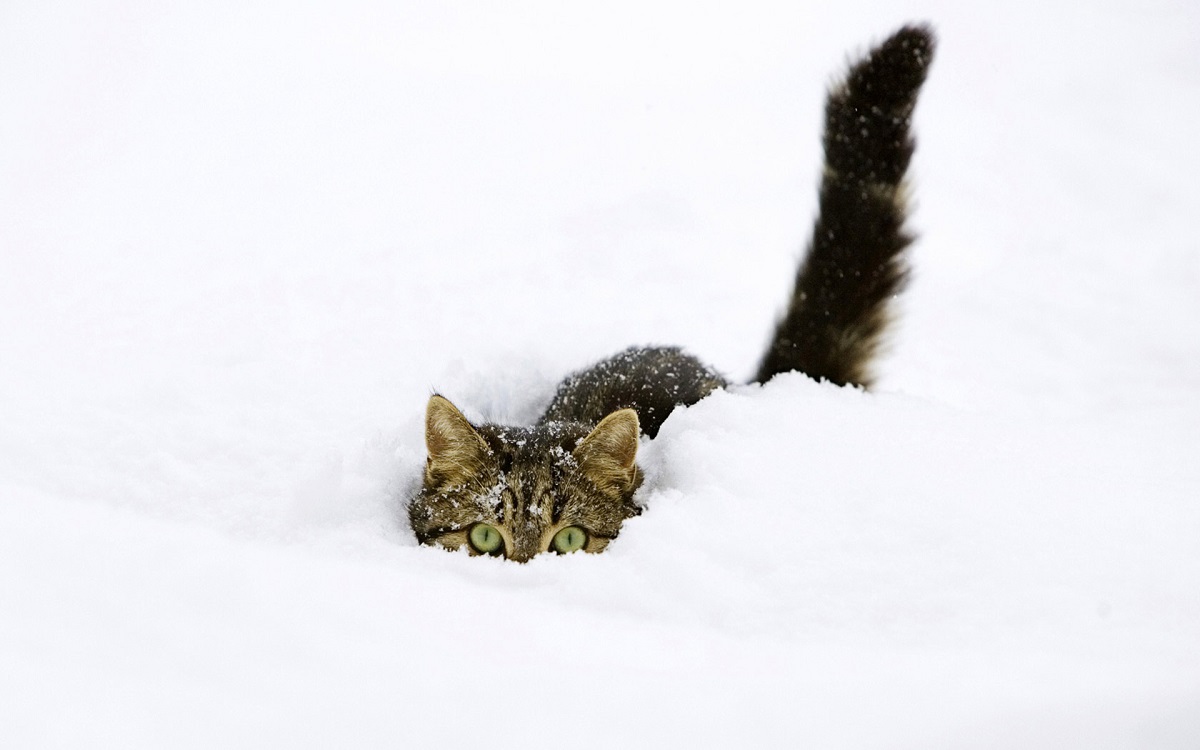 The cat drowned in the snow