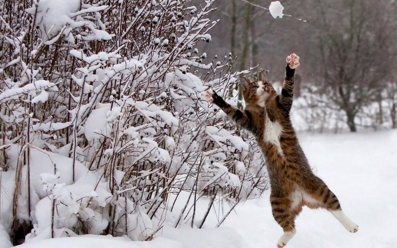 Cat catches snowball in winter