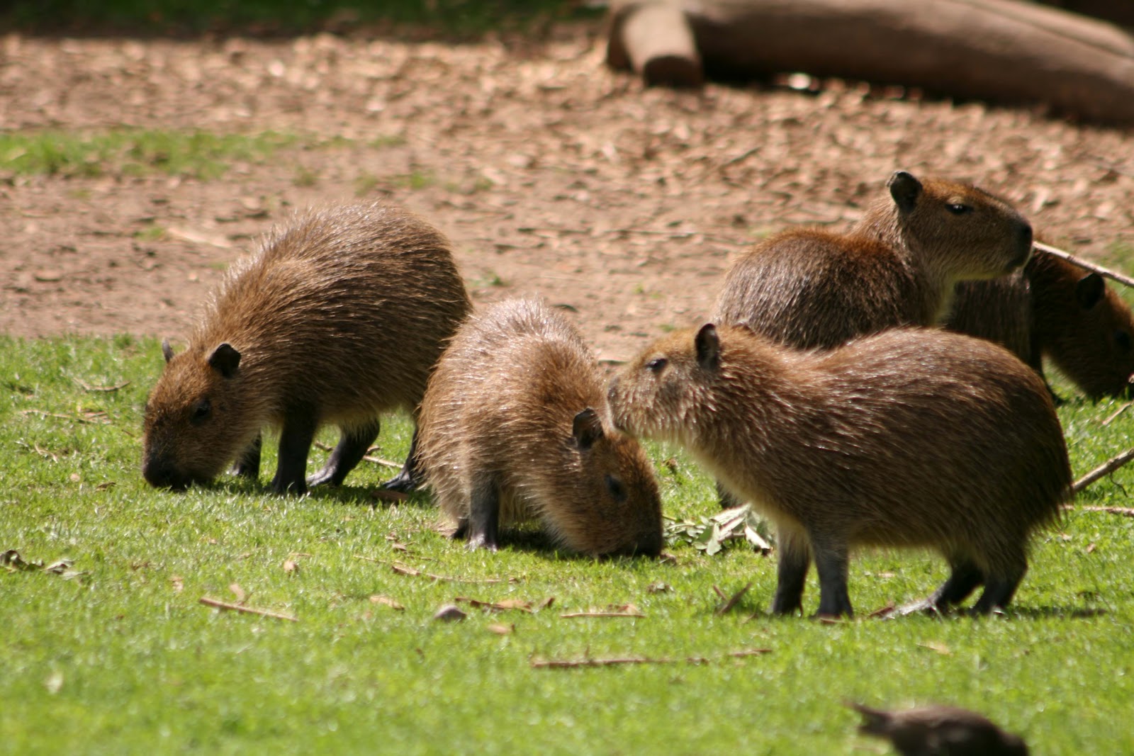 Kapybary