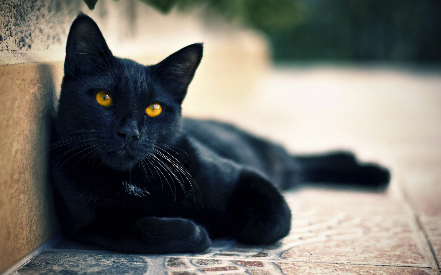 Црна мачка