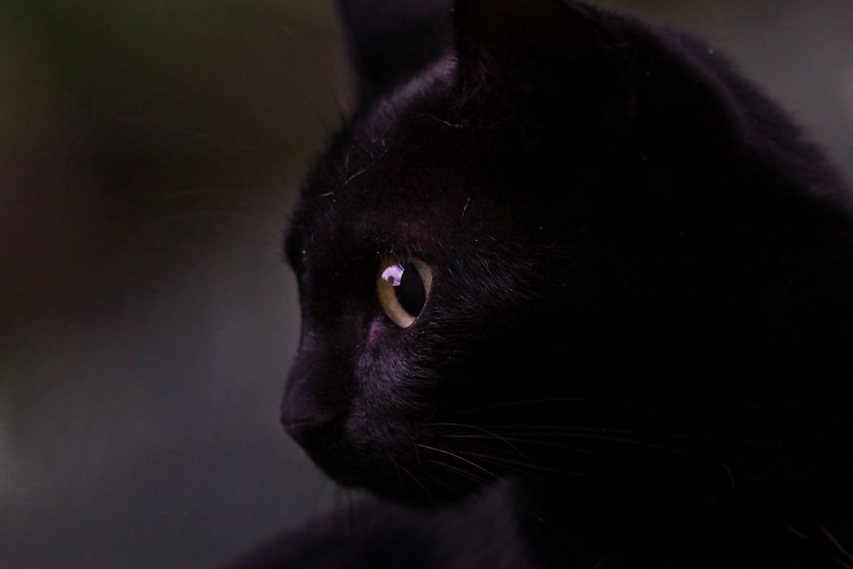 Црна мачка