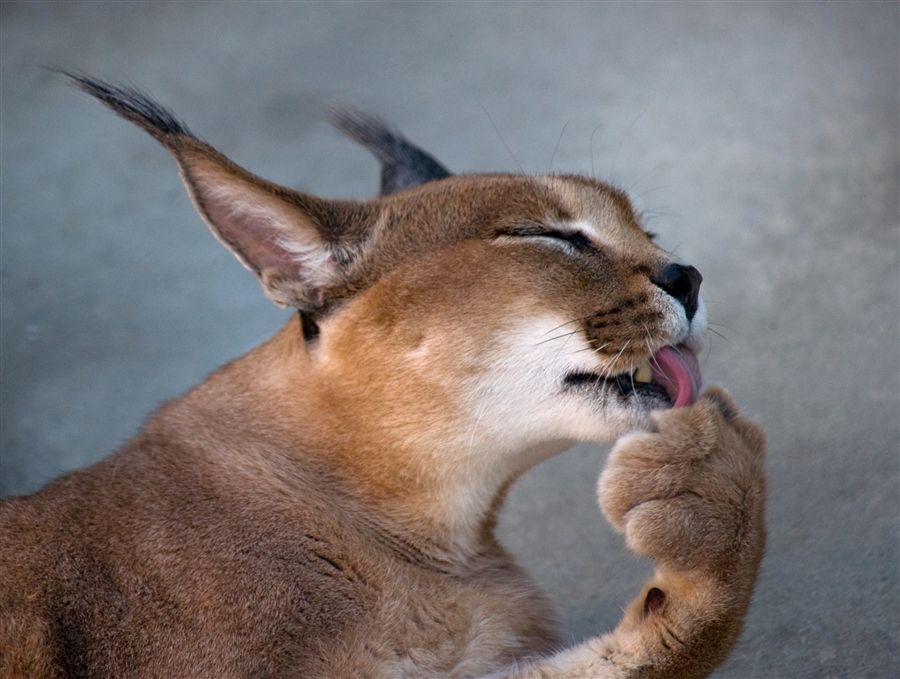 Caracal ishes