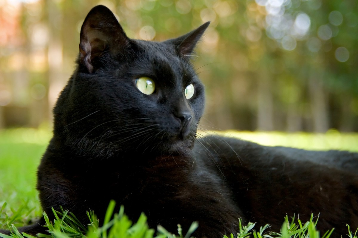 Čierna mačka