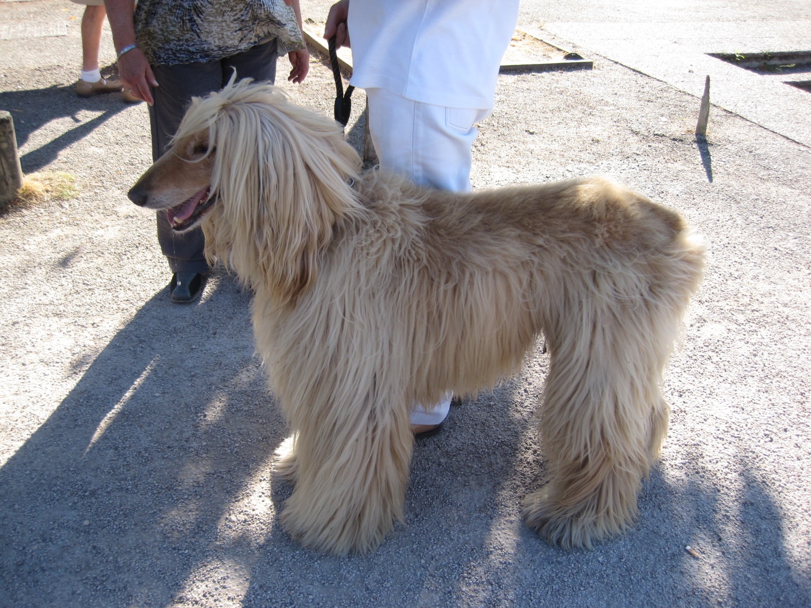 Foto Afghan hound