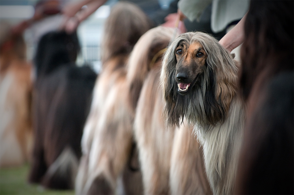 Photo Afghan hound