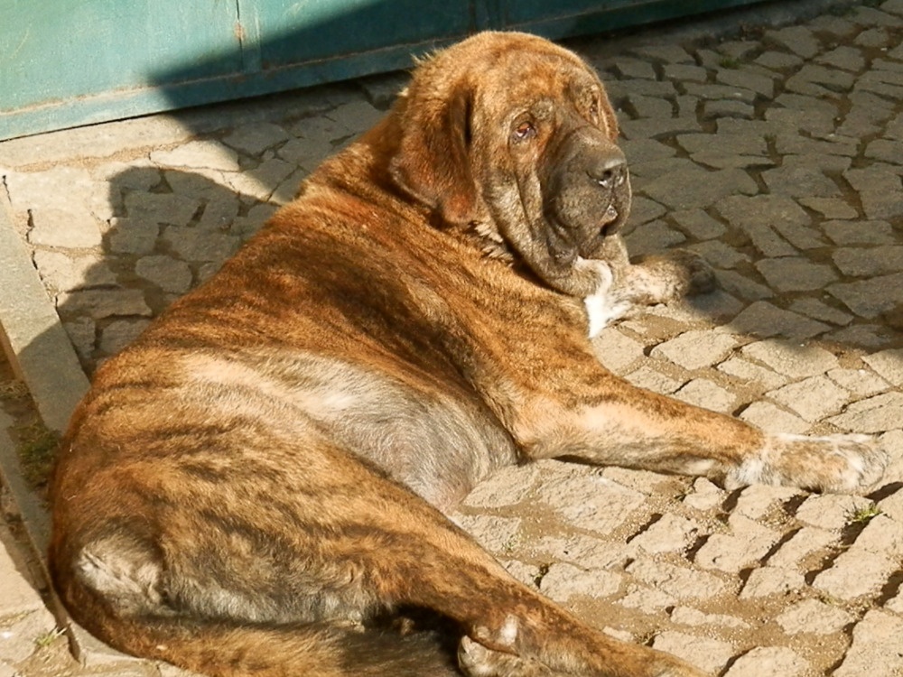 Իսպանական Mastiff- ի լուսանկարները
