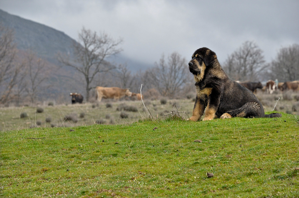 توله سگ اسپانیایی Mastiff