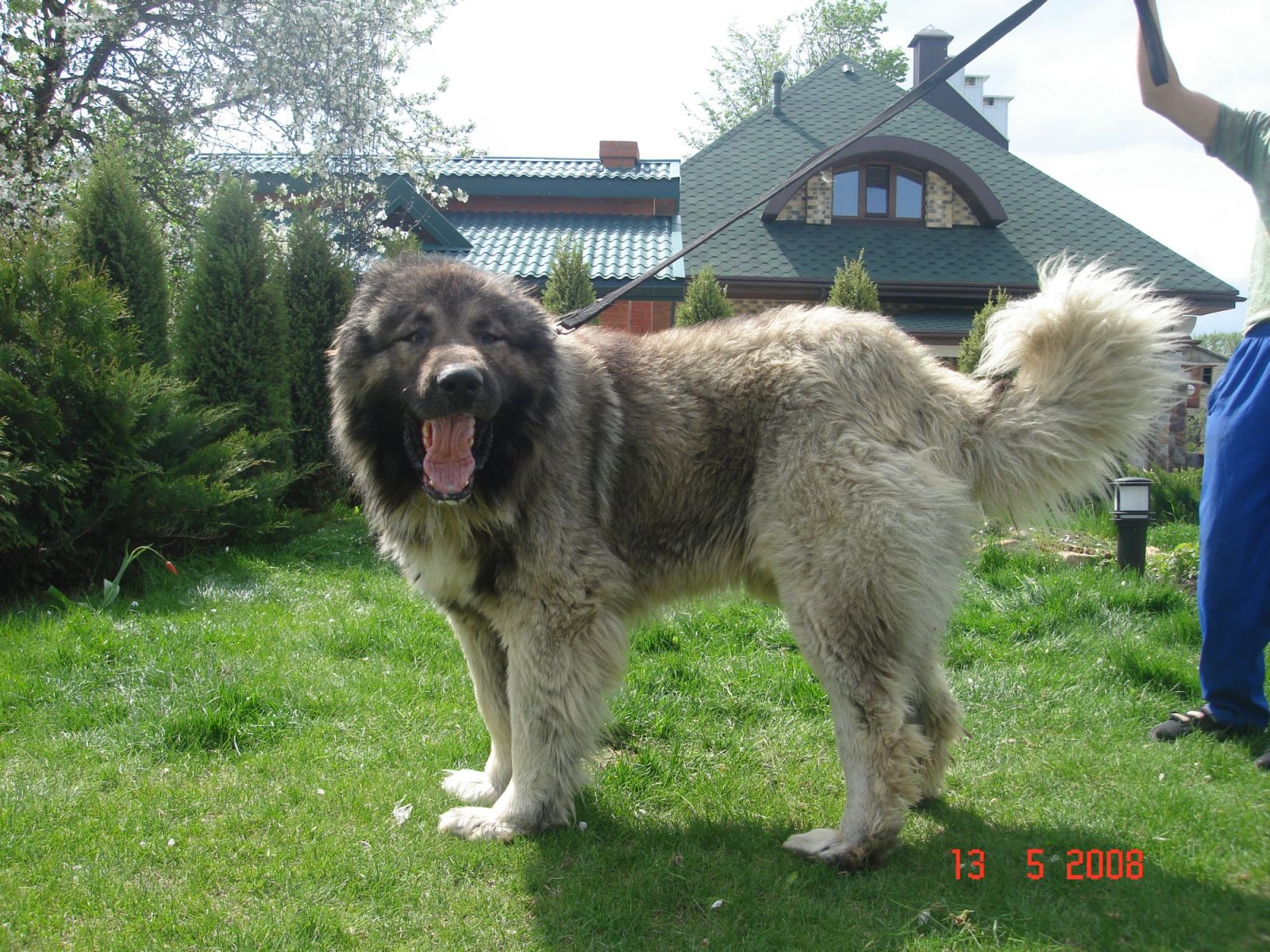 Caucasian Shepherd Dog
