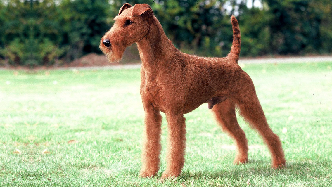 আইরিশ Terrier